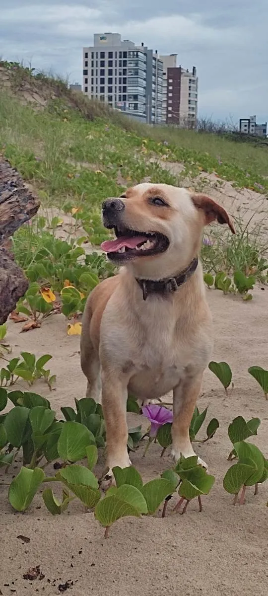 Cachorro ra a SRD-ViraLata idade 3 anos nome Estrela