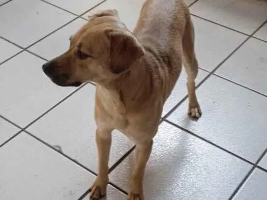 Cachorro ra a SRD-ViraLata idade 1 ano nome Alexa