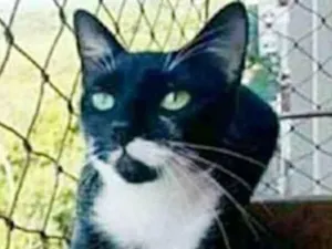 Gato raça srd frajolinha  idade 1 ano nome ELISA 