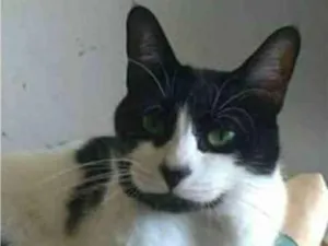 Gato raça srd frajolinha  idade 2 anos nome FILÓ