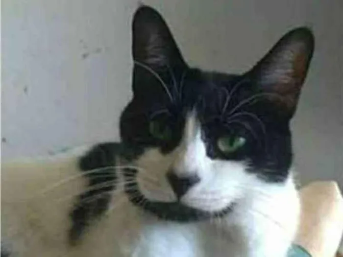 Gato ra a srd frajolinha  idade 2 anos nome FILÓ