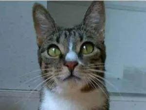 Gato raça srd tigradinha  idade 1 ano nome BELINHA