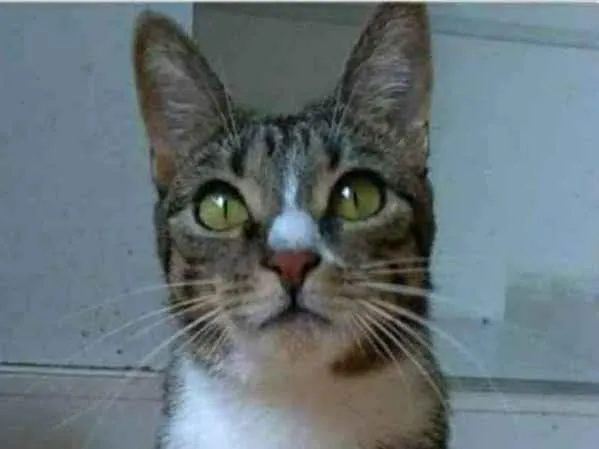 Gato ra a srd tigradinha  idade 1 ano nome BELINHA