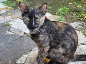 Gato raça SRD-ViraLata idade 2 a 6 meses nome Maria Flor