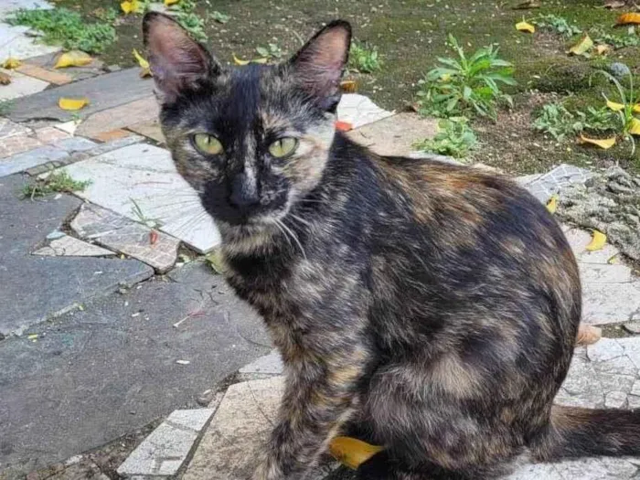 Gato ra a SRD-ViraLata idade 2 a 6 meses nome Maria Flor