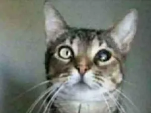 Gato raça srd tigradinha  idade 2 anos nome LISSY