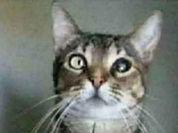Gato ra a srd tigradinha  idade 2 anos nome LISSY