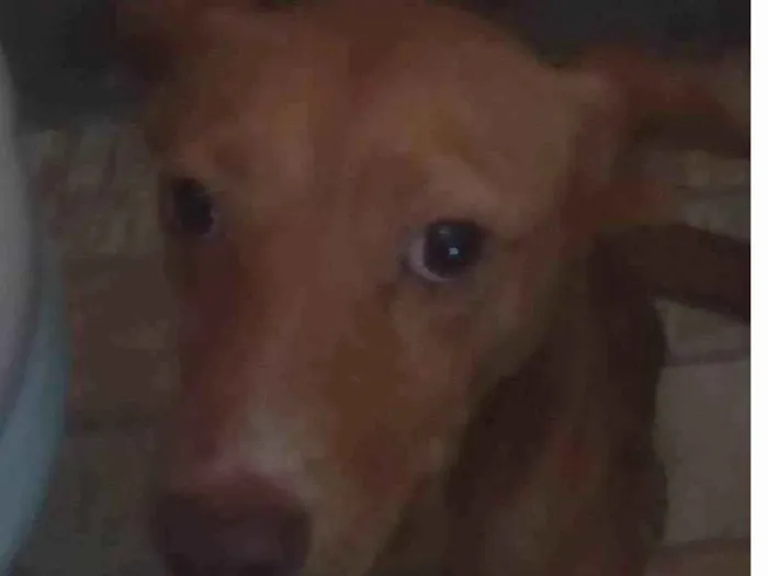 Cachorro ra a SRD-ViraLata idade 1 ano nome Dori Scooby 