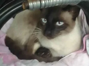 Gato raça SRD-ViraLata idade 1 ano nome Leleco