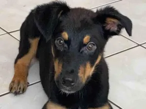 Cachorro raça rottweiler com boddercollie  idade 2 a 6 meses nome Skunk