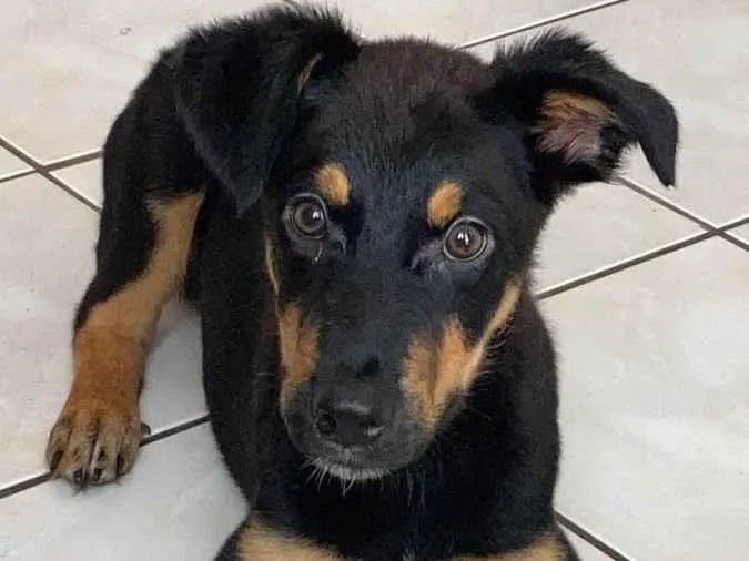 Cachorro ra a rottweiler com boddercollie  idade 2 a 6 meses nome Skunk