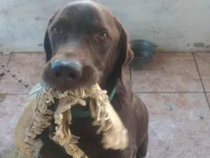 Cachorro raça Labrador idade 1 ano nome Bingo 