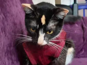 Gato raça srd idade 7 a 11 meses nome Gatinha