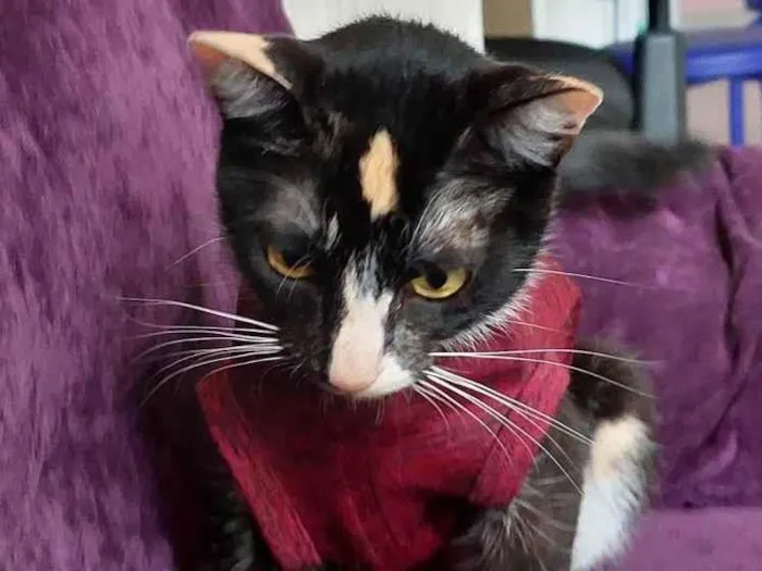 Gato raça srd idade 7 a 11 meses nome Gatinha