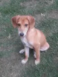 Caramelo