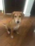 Caramelo