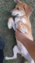 Caramelo