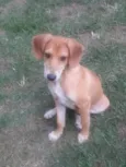 Caramelo