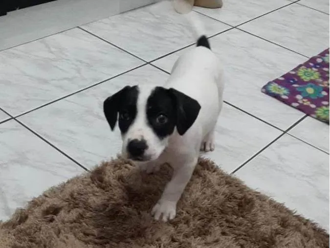 Cachorro ra a SRD-ViraLata idade 2 a 6 meses nome Sem nome ainda 