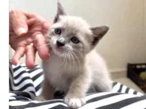 Gato raça SRD-ViraLata idade Abaixo de 2 meses nome Tintin bb 50 dias lindo 