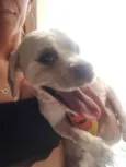 Tico
