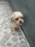 Tico