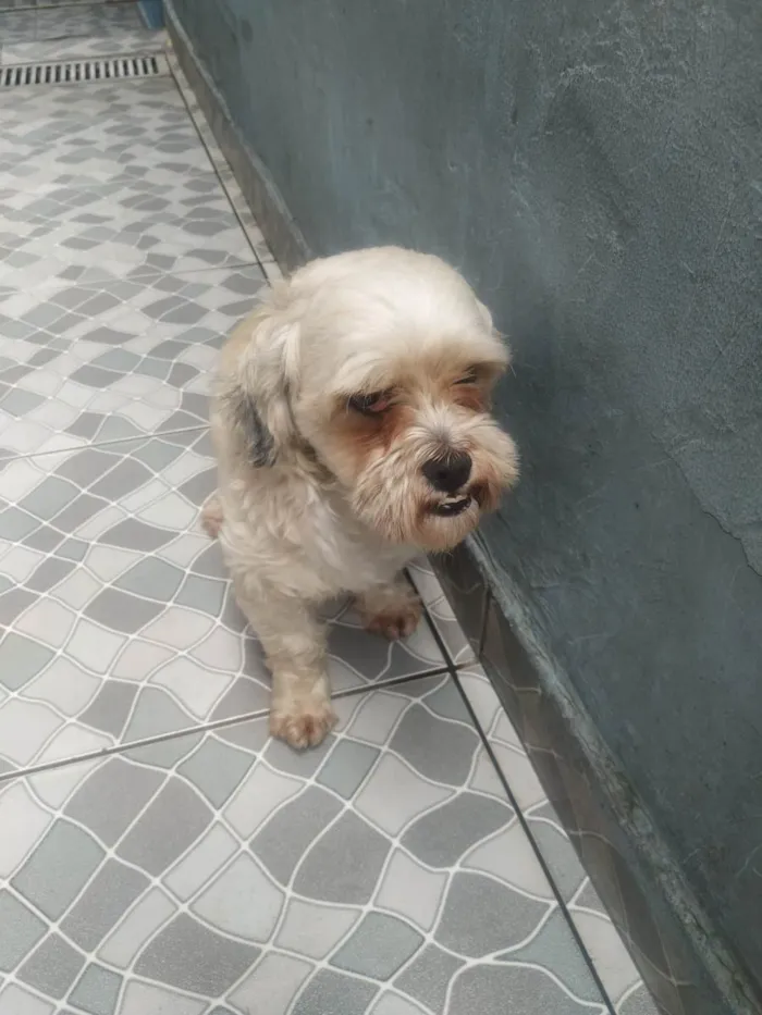 Cachorro ra a Lhasa Apso idade 3 anos nome Tico