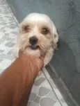 Tico