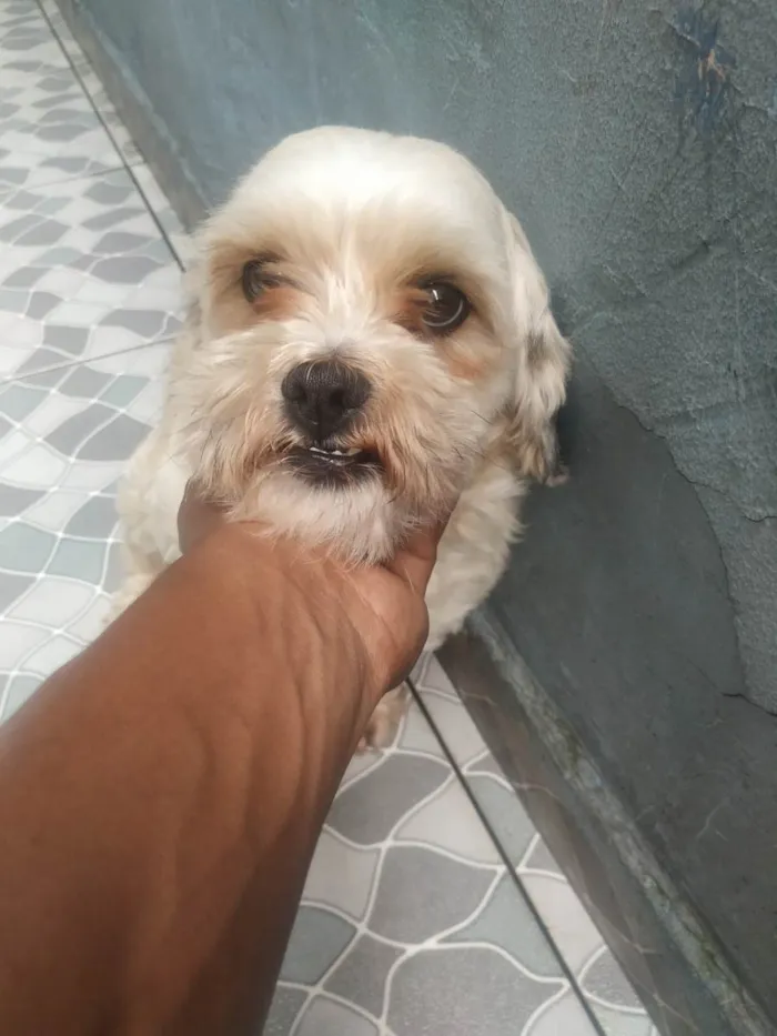 Cachorro ra a Lhasa Apso idade 3 anos nome Tico