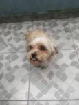 Tico
