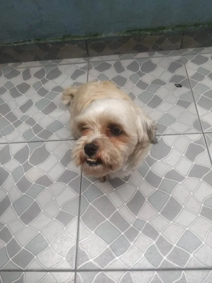Cachorro ra a Lhasa Apso idade 3 anos nome Tico