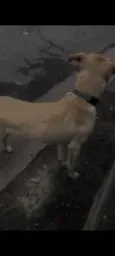 Joaquim