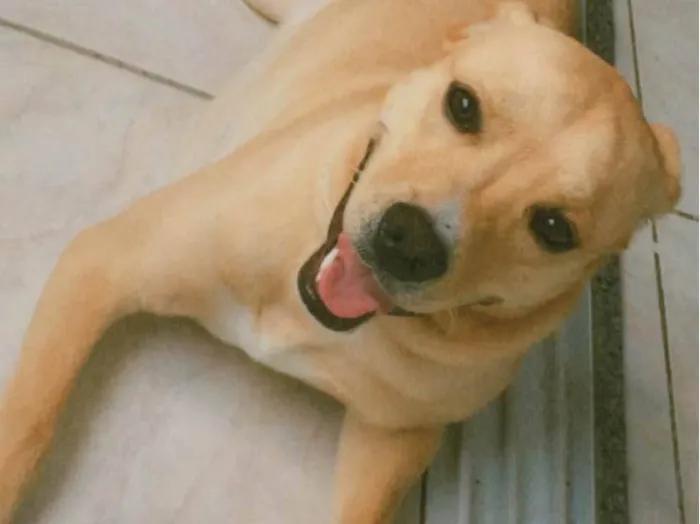 Cachorro ra a Pit-Bull com labrador idade 1 ano nome Joaquim 