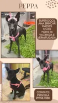 Cachorro raça SRD idade 7 a 11 meses nome Peppa