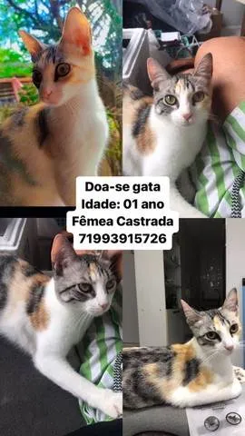 Gato ra a SRD-ViraLata idade 7 a 11 meses nome Liz