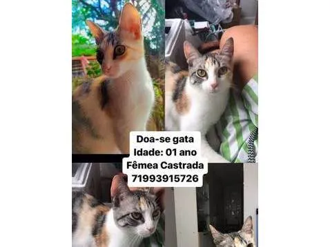 Gato ra a SRD-ViraLata idade 7 a 11 meses nome Liz