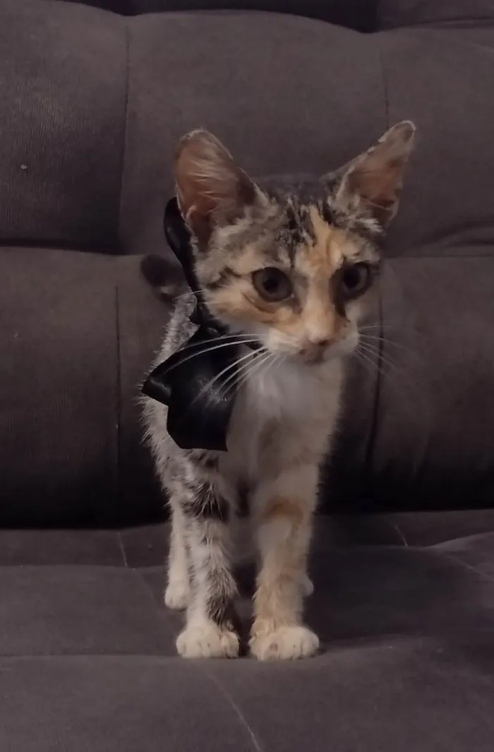 Gato ra a SRD-ViraLata idade Abaixo de 2 meses nome Vanessa 
