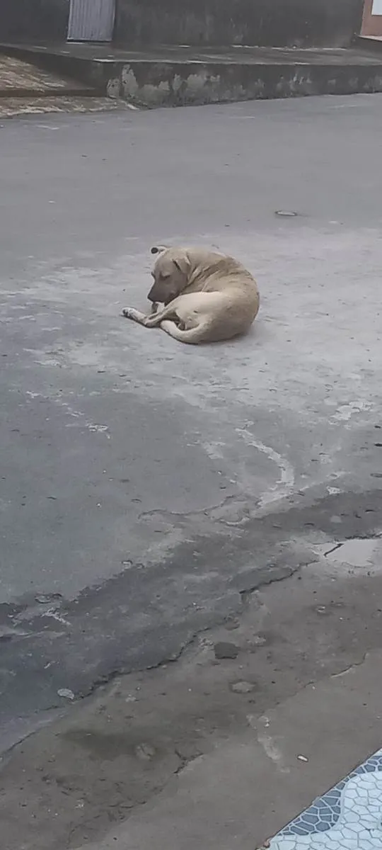 Cachorro ra a SRD-ViraLata idade 1 ano nome Boca Preta