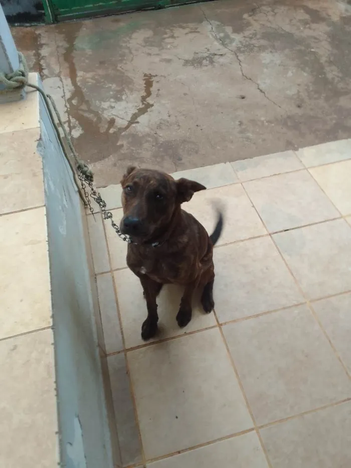 Cachorro ra a SRD-ViraLata idade 2 a 6 meses nome Spike