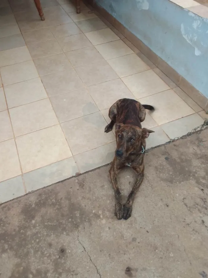 Cachorro ra a SRD-ViraLata idade 2 a 6 meses nome Spike