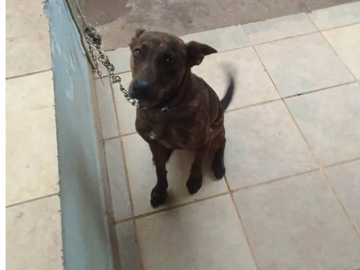 Cachorro ra a SRD-ViraLata idade 2 a 6 meses nome Spike