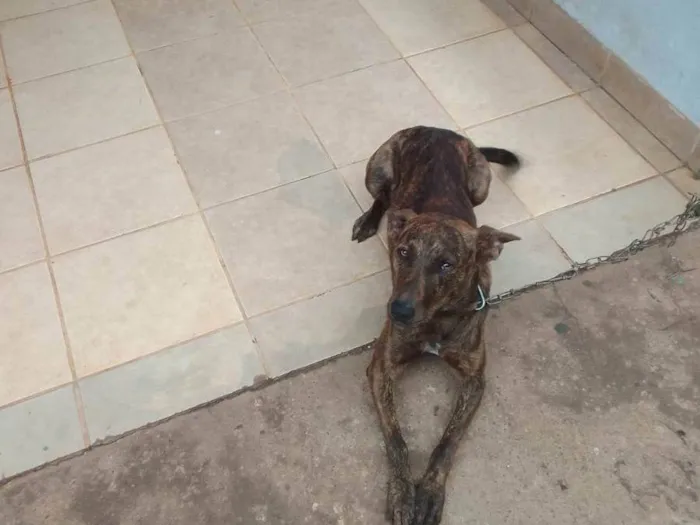 Cachorro ra a SRD-ViraLata idade 2 a 6 meses nome Spike