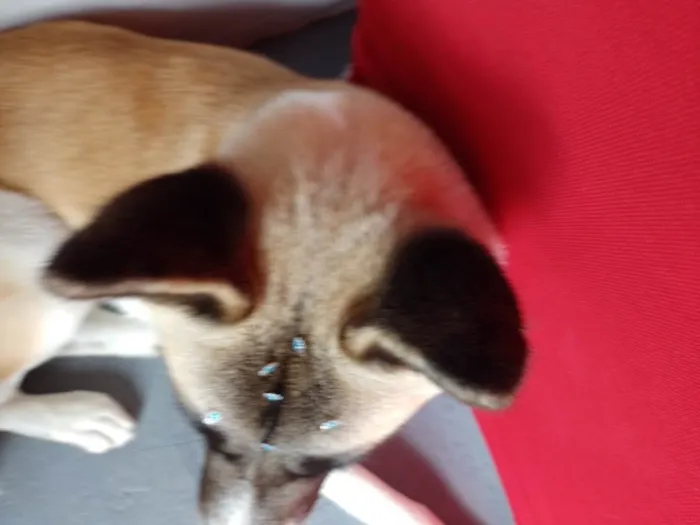 Cachorro ra a Akita idade 1 ano nome Kira