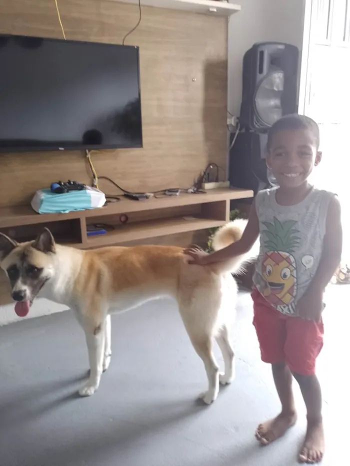 Cachorro ra a Akita idade 1 ano nome Kira