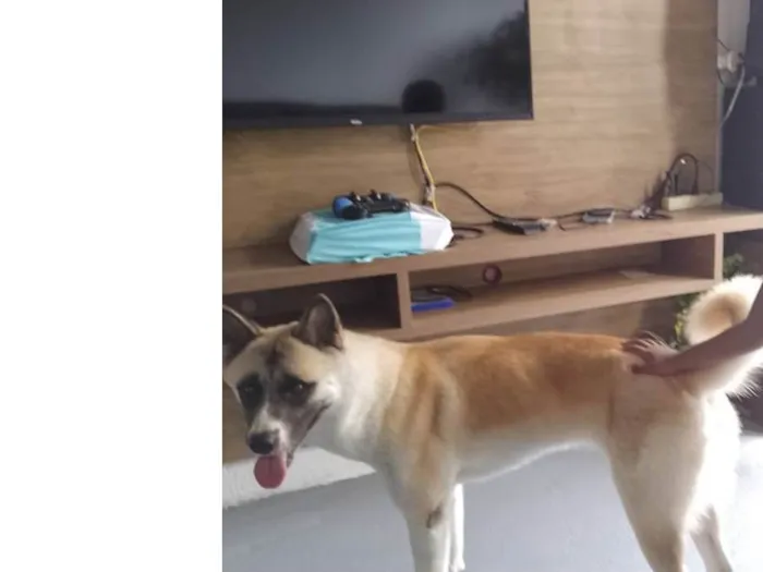 Cachorro ra a Akita idade 1 ano nome Kira