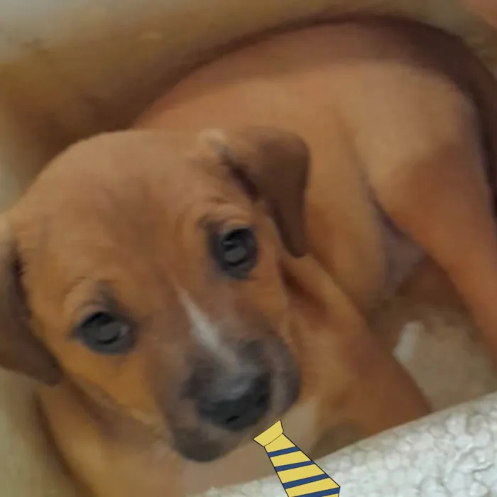 Cachorro raça Mestico  idade 2 a 6 meses nome Léo 