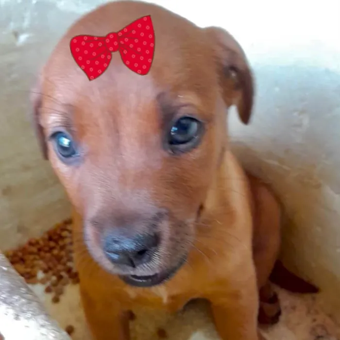 Cachorro raça Mestica  idade 2 a 6 meses nome Bebel 