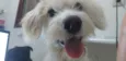 Docinho