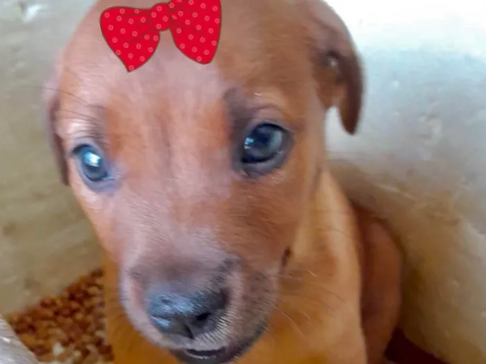 Cachorro raça Mestica  idade 2 a 6 meses nome Bebel 