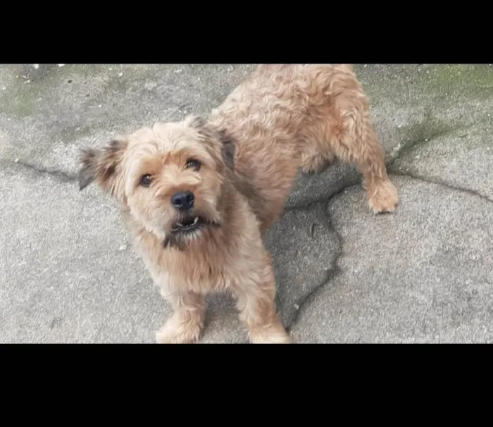 Cachorro raça  idade 2 anos nome Scott